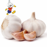 fresh normal white _ pure white garlic from China